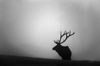 Solitude