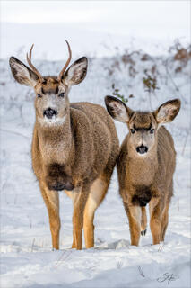 Deer Friends
