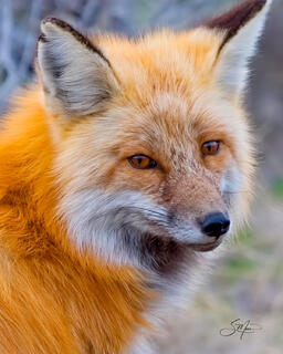 Red Fox Beauty
