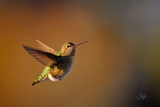 Flight of the Hummingbird