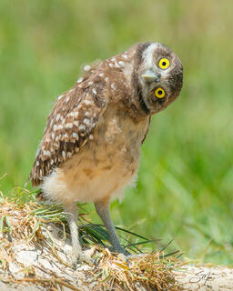 An adorable little burrowing owl, tilts his head sideways as he listens with big, yellow, wide eyes. It is a feel good, happy image that makes you smile.