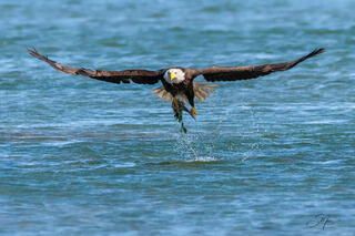 bald-eagle-catching-fish