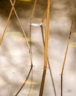 Reeds Reflections VI