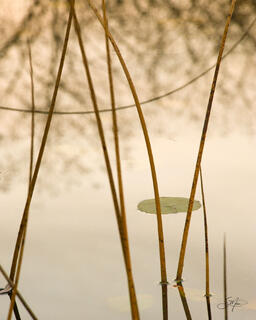 Reeds Reflections V