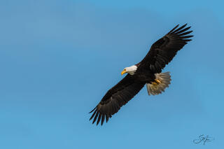 bald-eagle-soaring