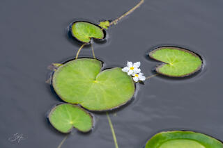 Bonded Lilies