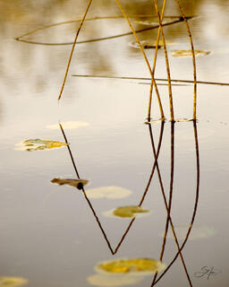 Reeds Reflections III