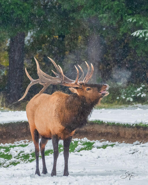 Bugling Bull Elk print