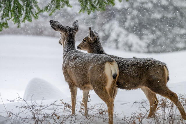 Mama Deer and Baby Watching the Snowfall print