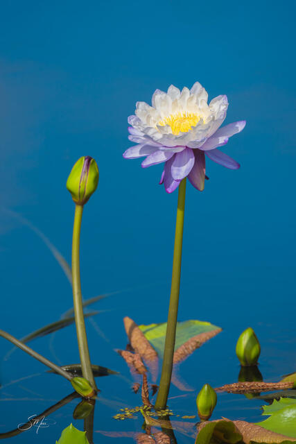 Water Lily Purple print