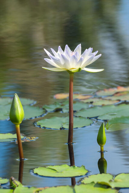 Water Lily White print