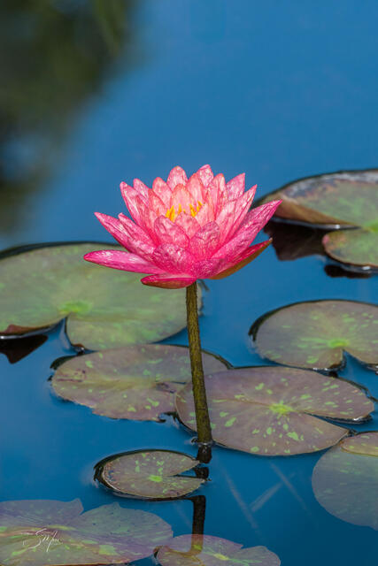 Water Lily Pink print