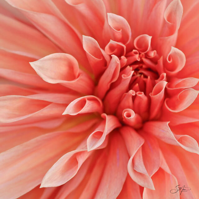 Dahlia I print