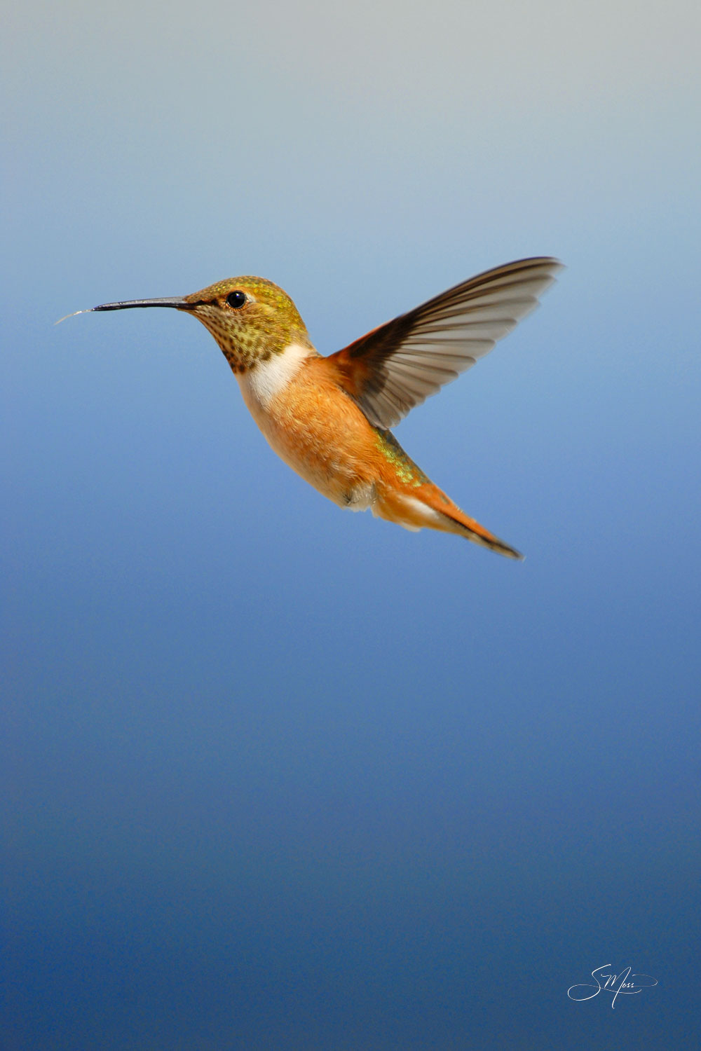 Rufus Female Hummingbird