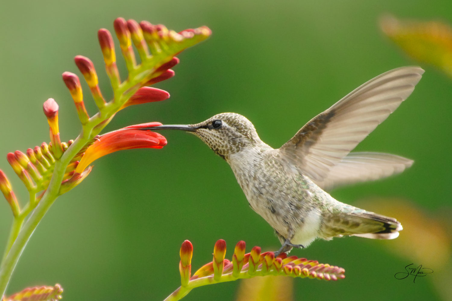 Annas Female Hummingbird