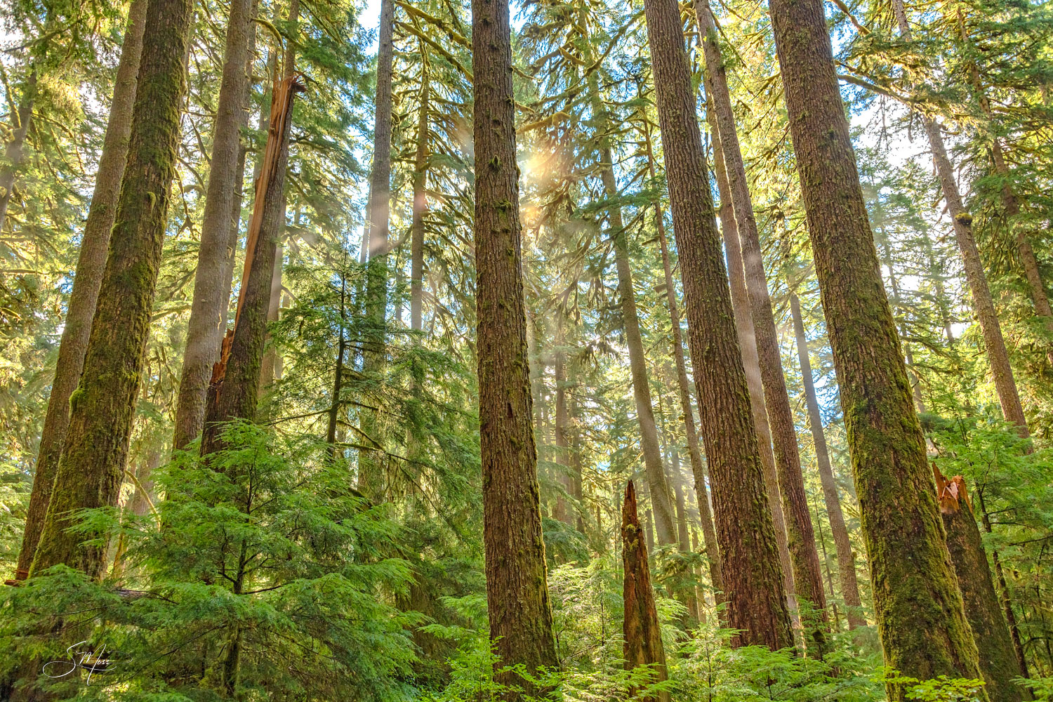 forest, trees, evergreens, pacific northwest, national parks, green, morning, sunshine, sunrise, sun rays, light, spiritual...
