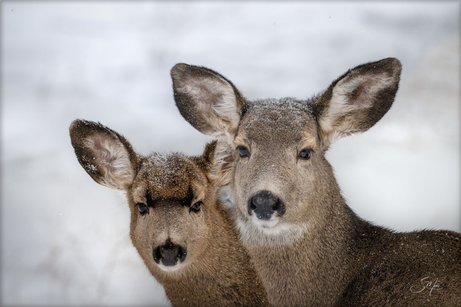 Mama and Baby Deer in Snowstorm Mama and baby deer cuddle to stay warm in a snowy, winter storm.