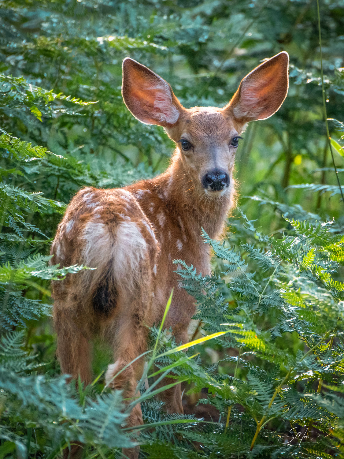 Baby Fawn Mule Deer in Sunlight Hiding in Green Ferns