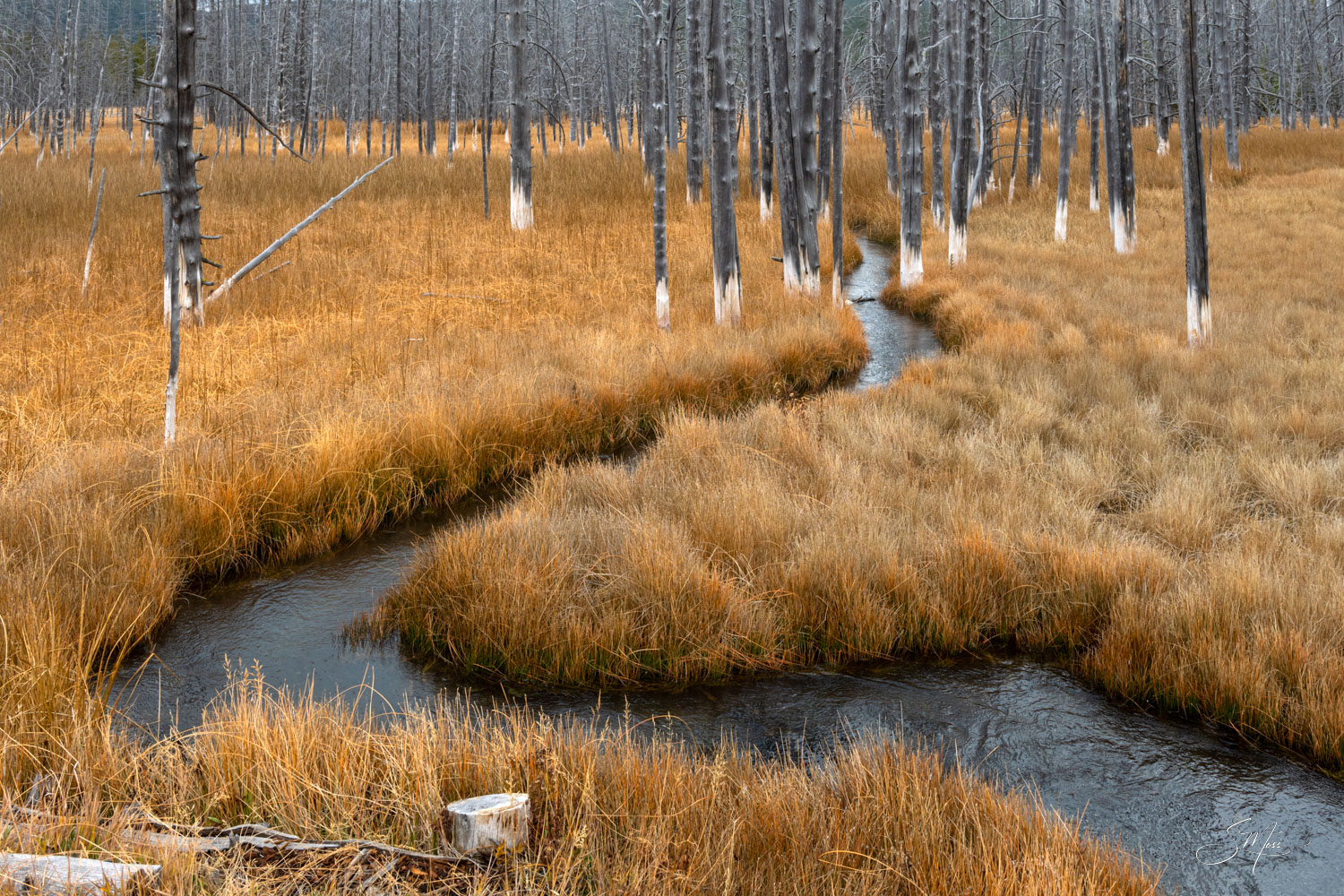landscape, golden, grasses, river, winding, trees, color, no people, photography, National Parks, NP, Yellowstone, Wyoming