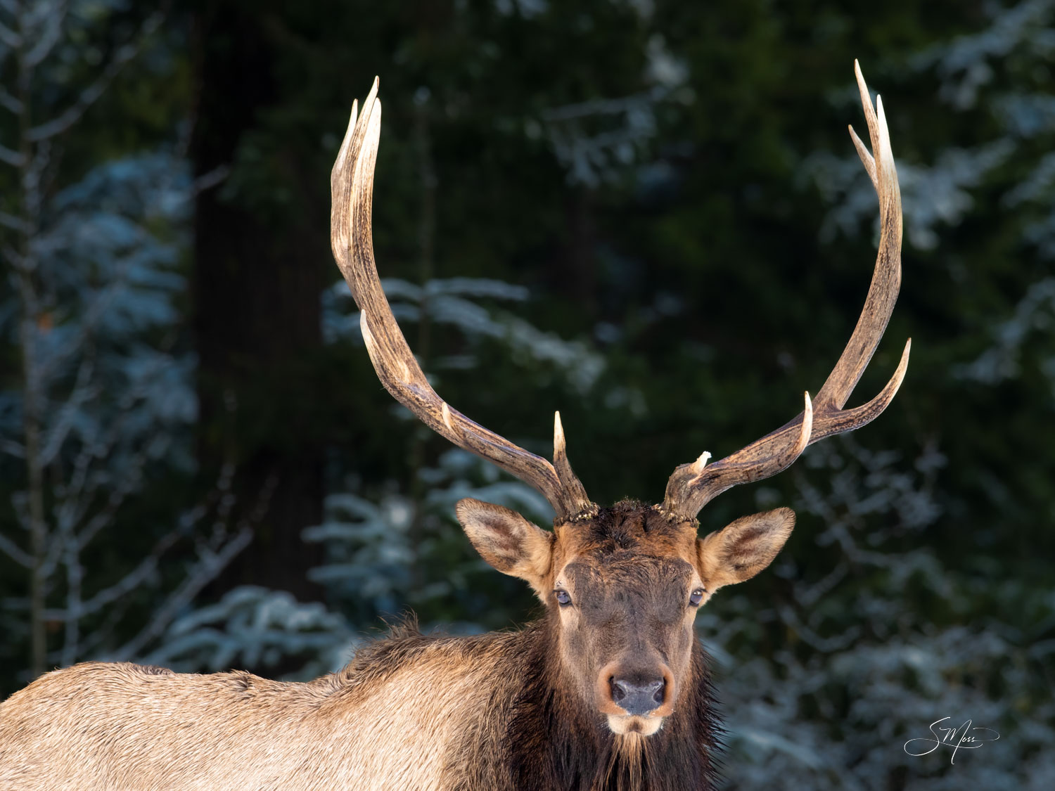 Face Front Bull Elk with Antlers