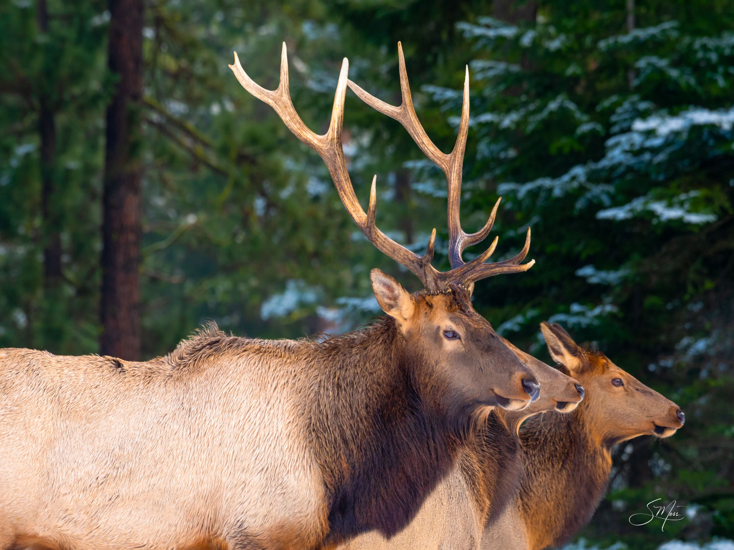 Side View of Bull Elk and Two Cows