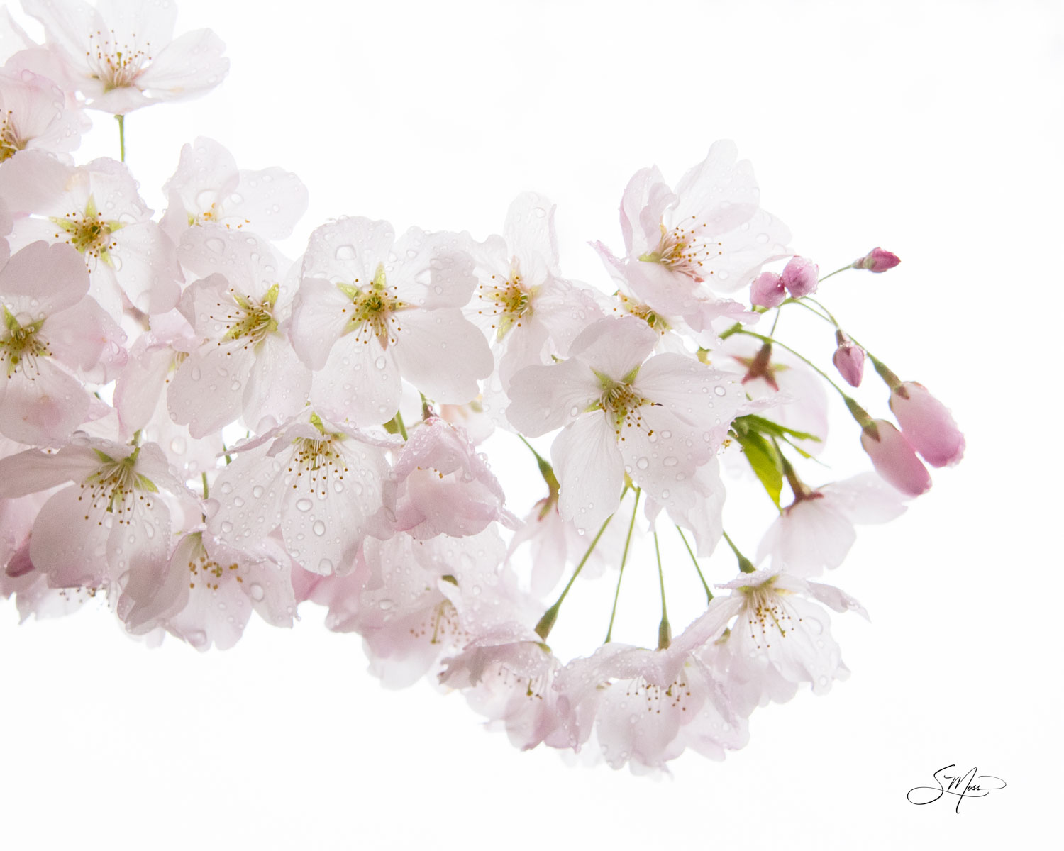 Cherry blossoms after a springtime rain