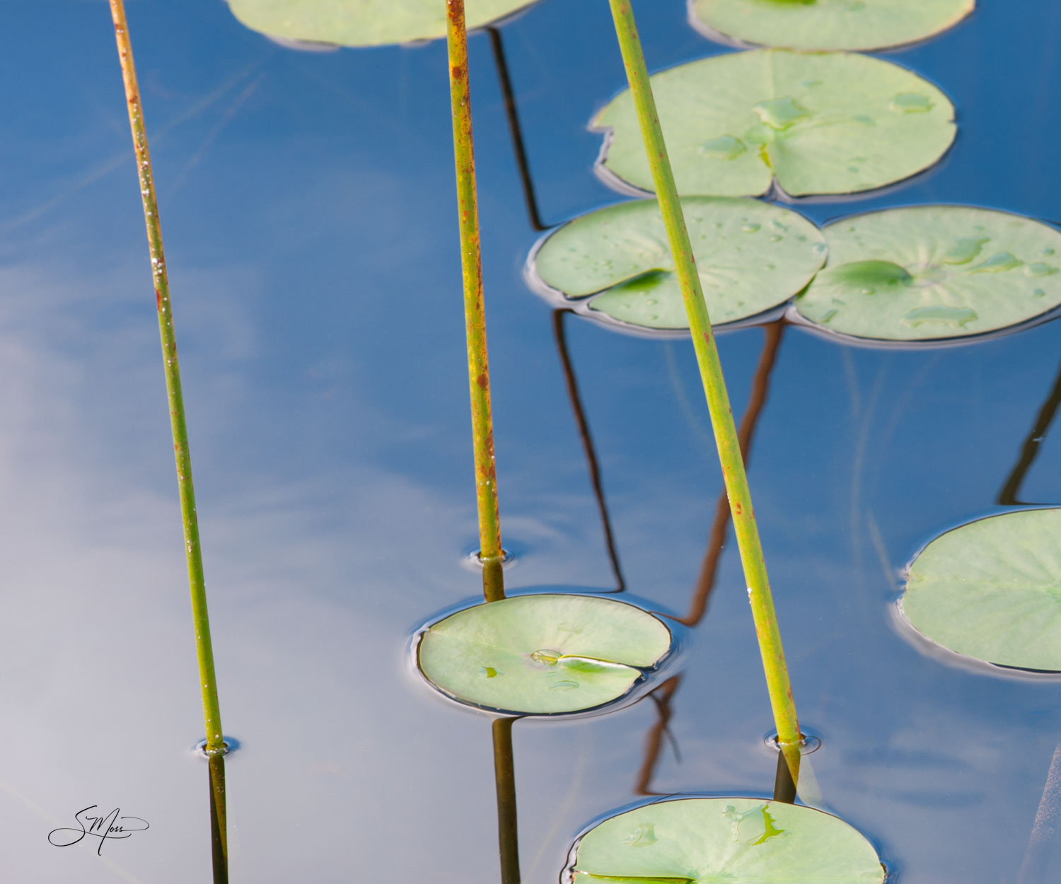 lily pads, reeds, grasses, blue water, two panels, quiet, photograph, calming, no people, close-up, green, peaceful, serene...