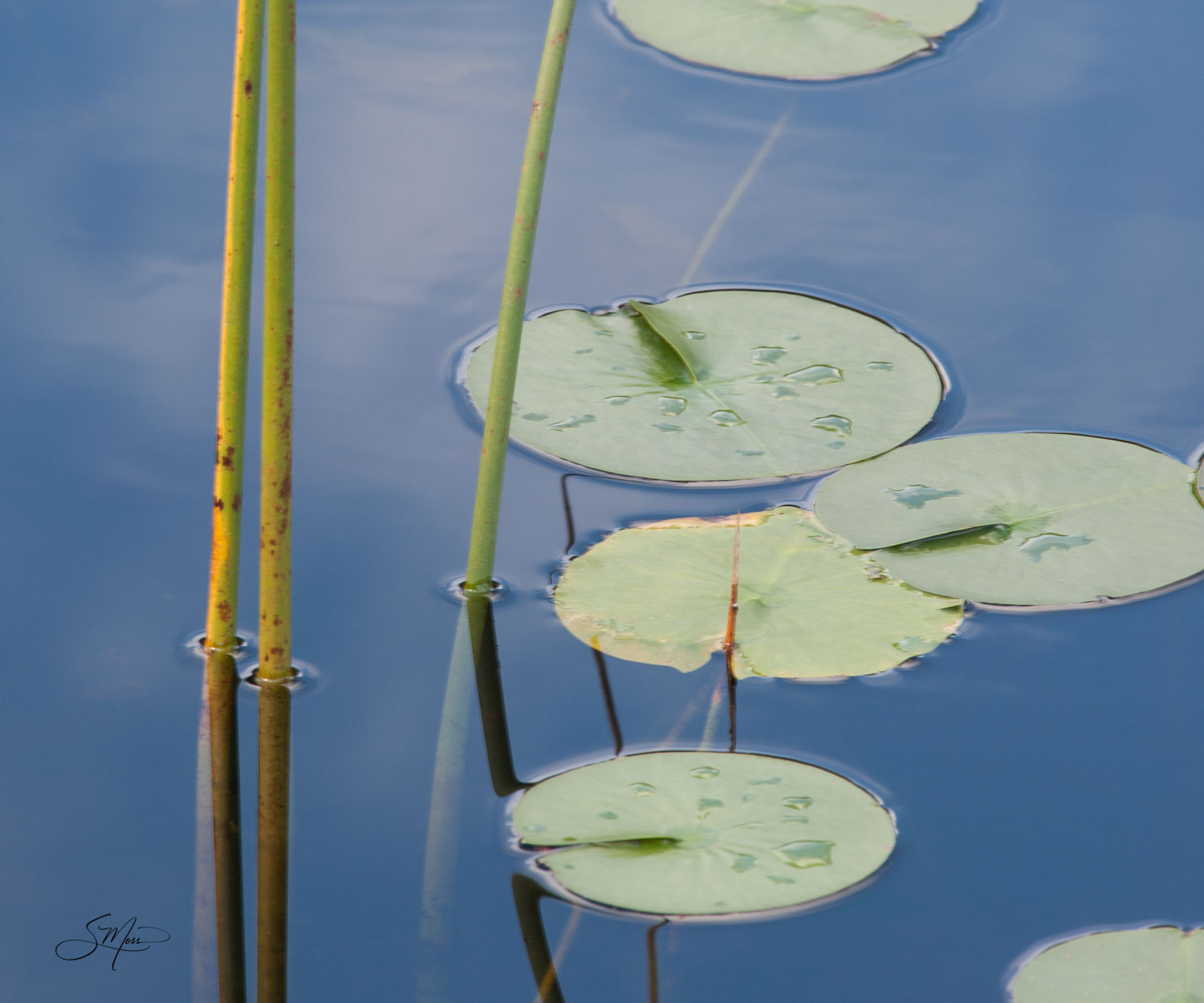 lily pads, reeds, grasses, blue water, two panels, quiet, photograph, calming, no people, close-up, green, peaceful, serene...
