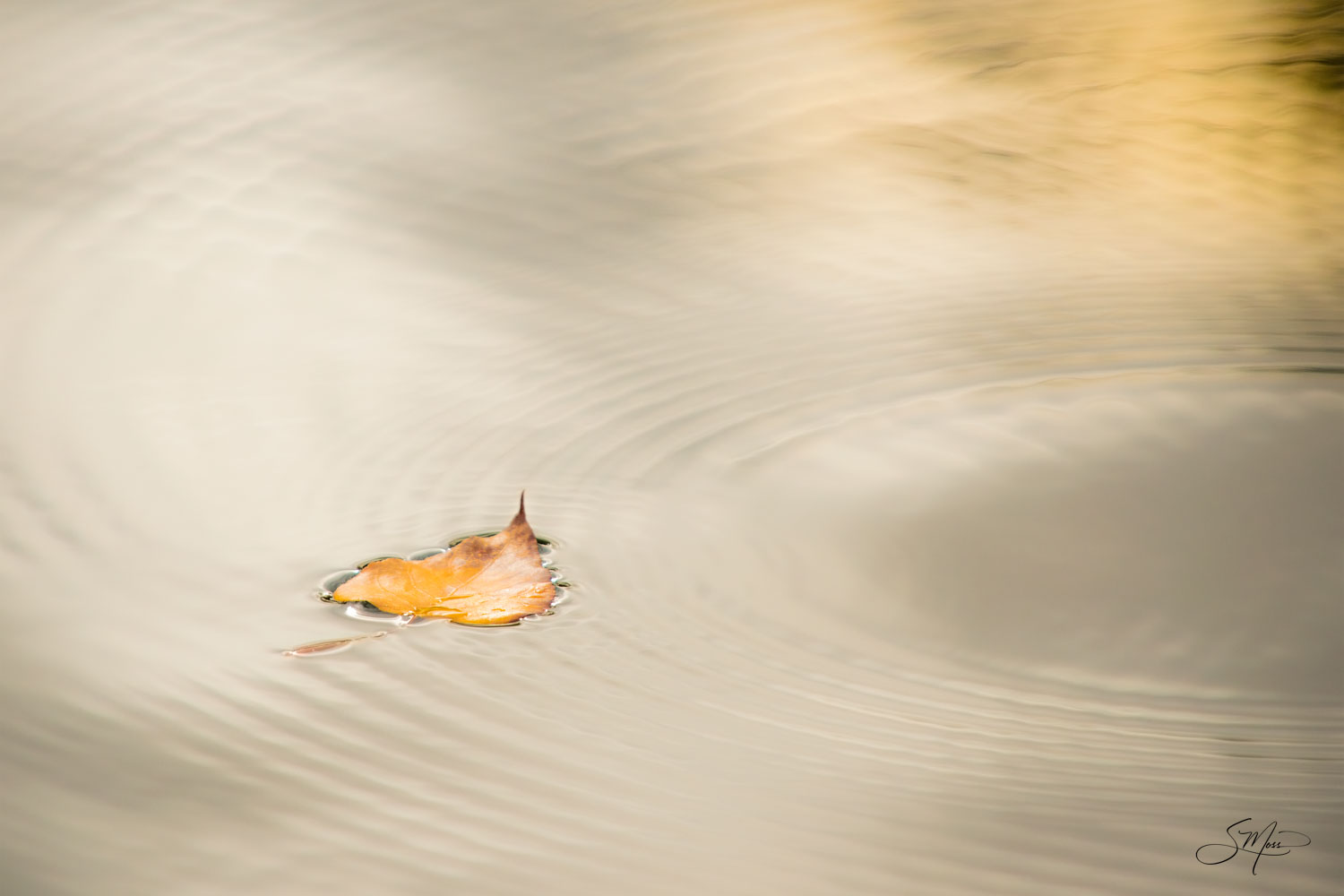 Single autumn leaf floating on water with reflection of tree with golden leaves in upper right corner.