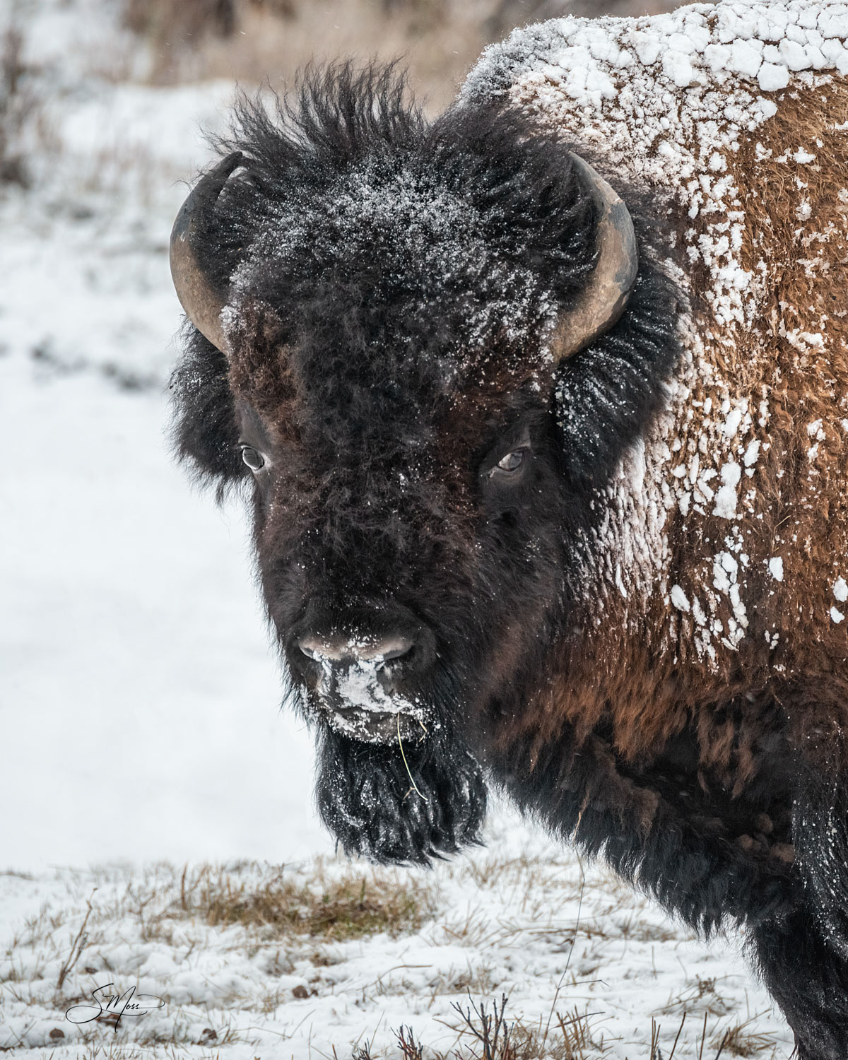 American Bison in Snow Chewing Grass
