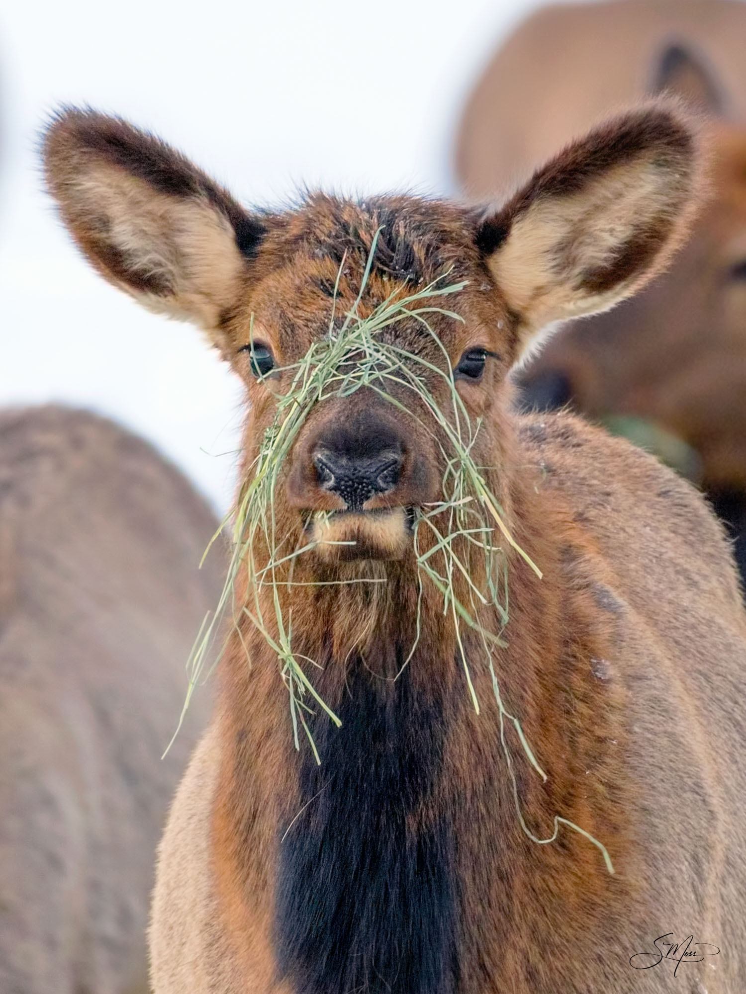 Baby Elk with grass on face eating in Winter