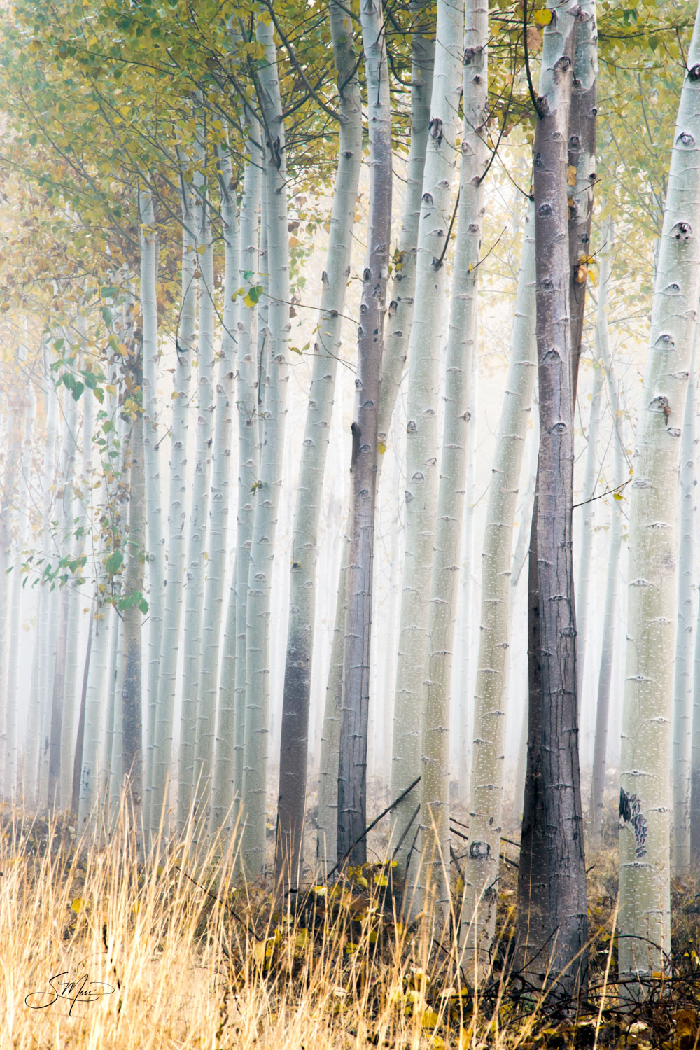 Oregon, Pacific Northwest, trees, aspens, groves, linear, straight, tall, groups, fall, autumn, peaceful, birch trees, backlit...