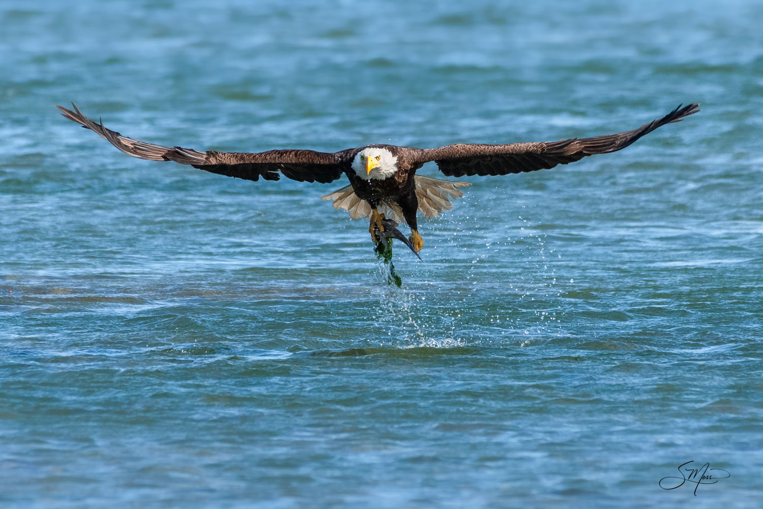 bald-eagle-catching-fish