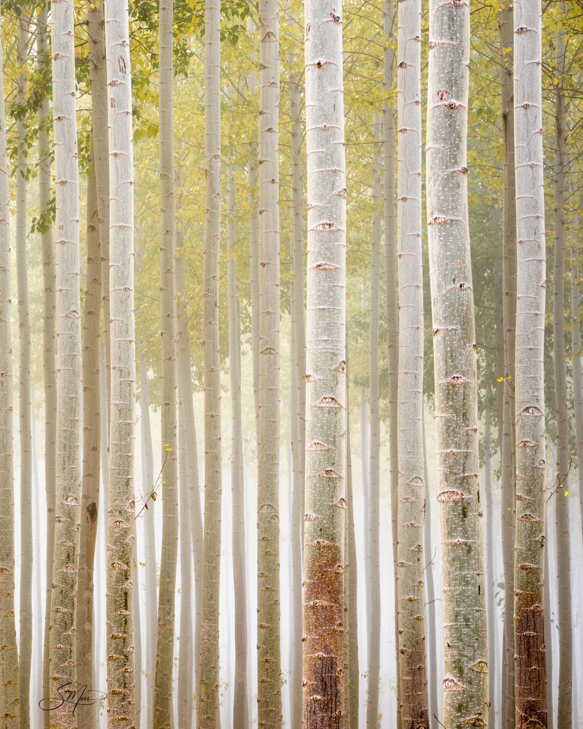 Oregon, Pacific Northwest, trees, aspens, groves, linear, straight, tall, groups, fall, autumn, peaceful, birch trees, backlit...