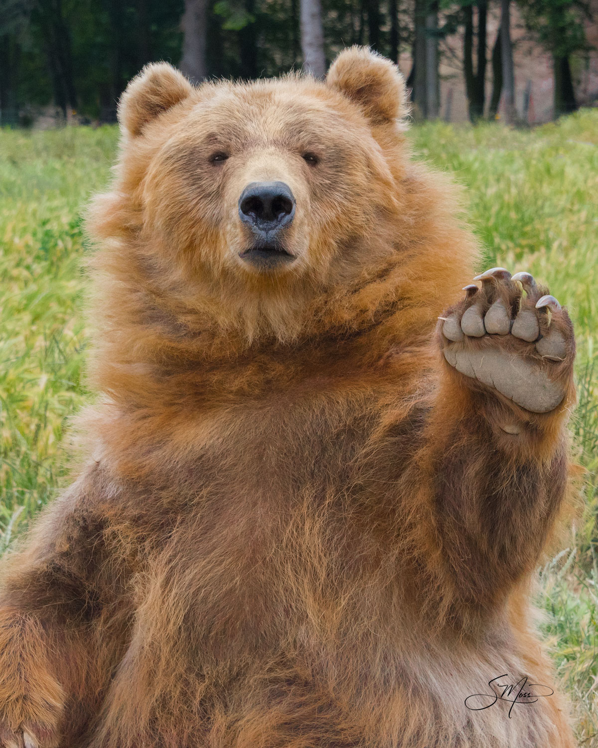 Bear, Olympic Game Park, Large animal, wildlife, nature wild animals, brown bear, Suncadia, waving, hello, paw up, claws, smiling...