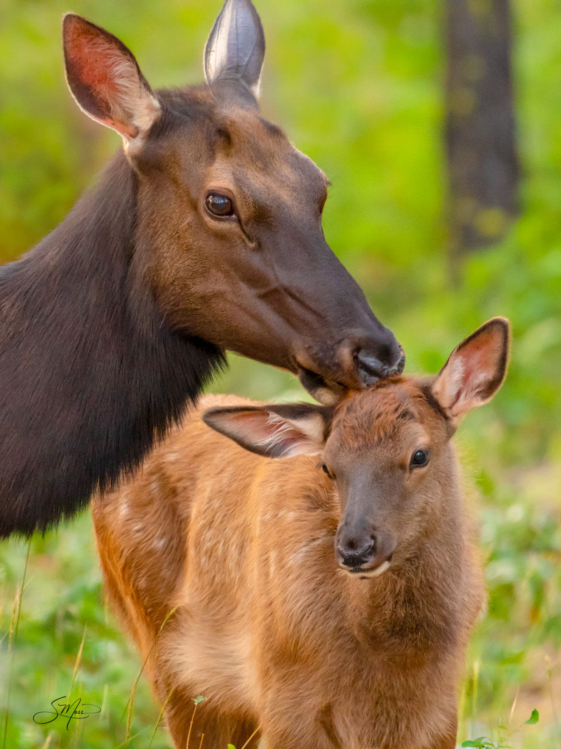 Cow elk kissing baby on head