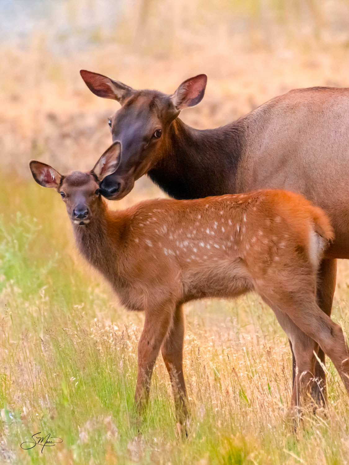 Cow Elk with Baby