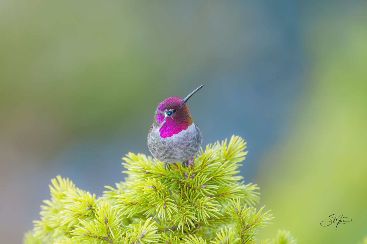 Annas Male Hummingbird