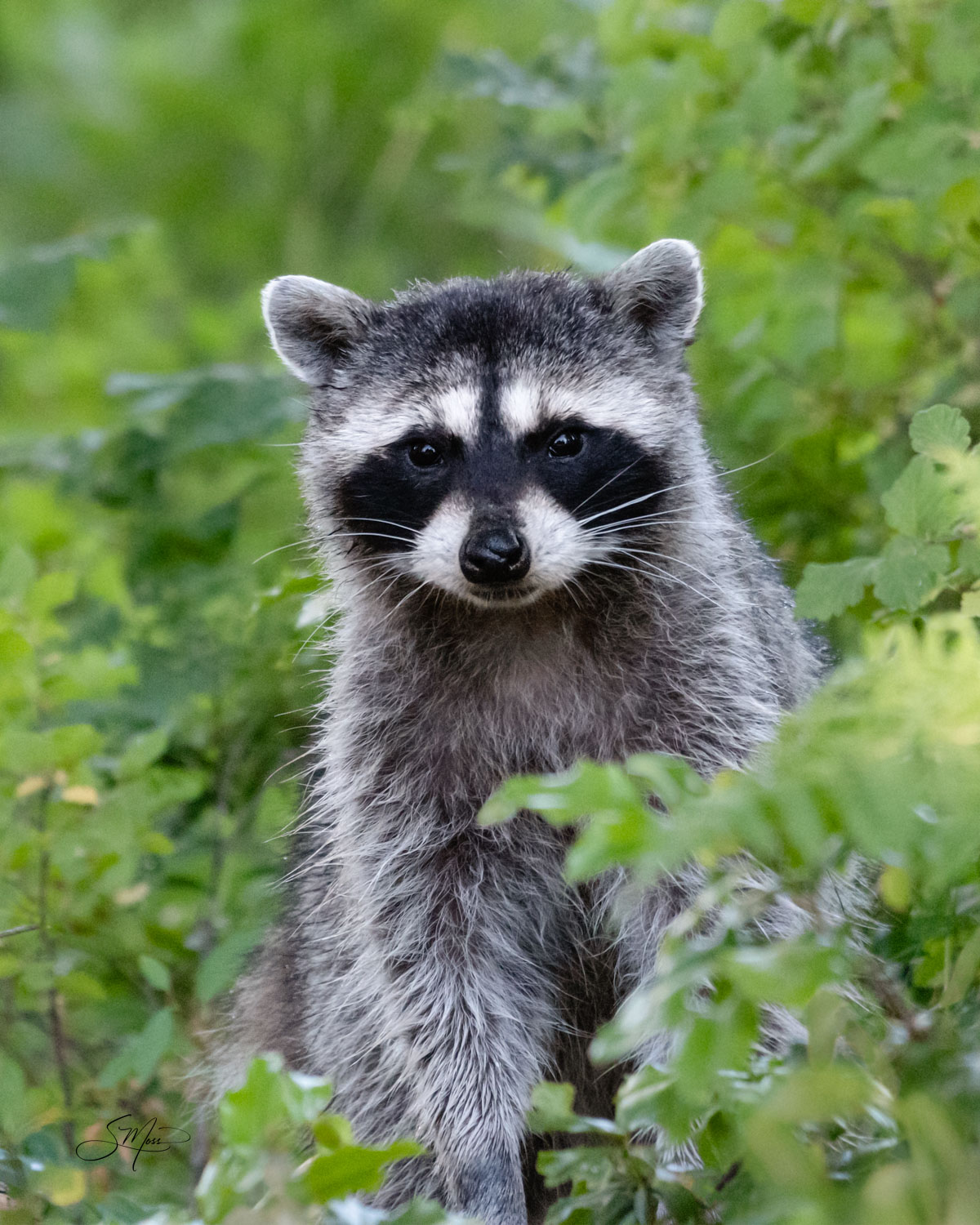 raccoon, baby raccoon, animal, nature vertical, no people, Suncadia, close-up, looking at camera, green grass, woodland, forest...