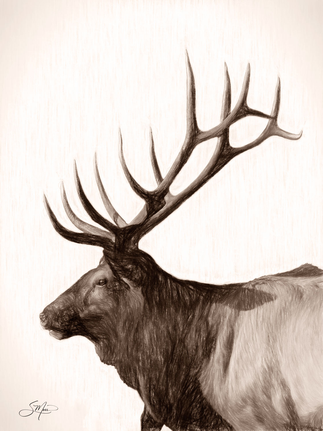 Majestic 12 Side View of 12 Point Bull Elk Photo Enhanced